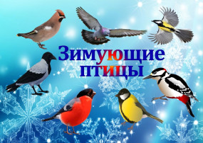 Зимующие птицы Зимующие птицы.